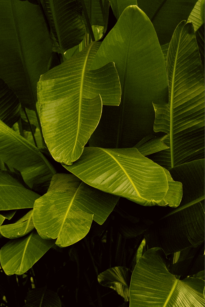 Marca Muzie Essence com logotipo sobre fundo de folhas tropicais verdes