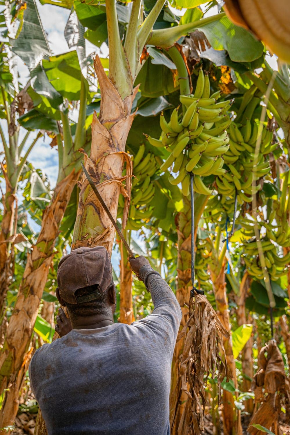 Plantação de bananeira — origem do resíduo vegetal valorizado pela B.Kemi